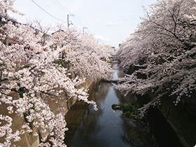 板橋十景」にも選ばれたアーチのように川をおおう姿が美しい石神井川沿いのさくら並木があります